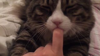 Cat sucks owner's finger before his nap time