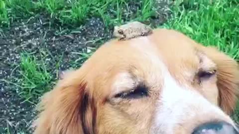 Brave Toad Decides To Chill On Top Of Patient Dog's Head