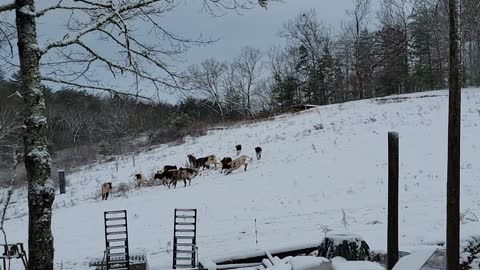 Cows playing in the snow