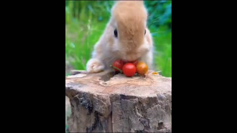 Cute bunny 🐰 || eating food