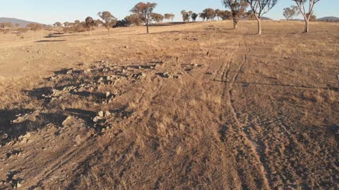 Kangaroos in outback Australia dry bush farming country aerial drone footage