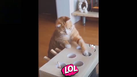 FUNNY VIDEOS OF PET | TRY NOT TO LAUGH | CUTE PETS | FUNNY CATS DOGS | LAUGH AND ENJOY