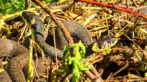 Snakes relaxing in the brushwood / Beautiful grass snakes on a brushwood pile.