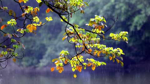 Meditation Video Piano Rain Music: Meditative Music for Relaxation and Reflection