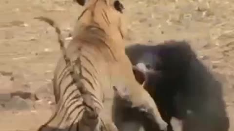 Tiger vs bear