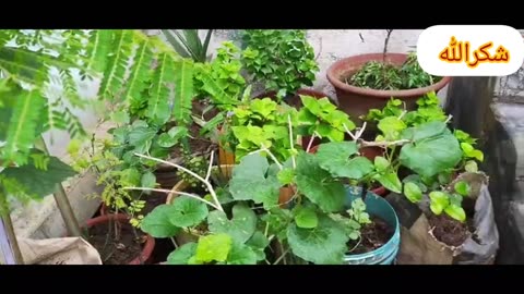 Kichengarden Indain garden tips how to make kitchen garden tips