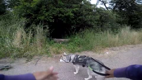Guard Dog Test In Action | Siberian Husky Protecting Owner Caught On Video |