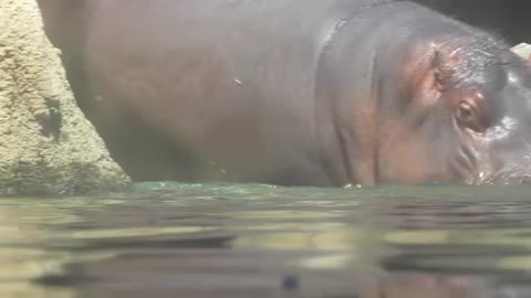 Hippo run very interest video