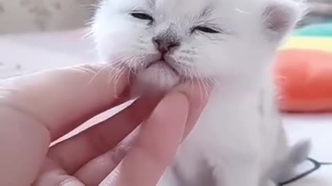 Cute Kitten Baby Cat Funny Cat Videos