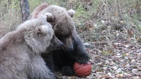 Bear family playing basketball