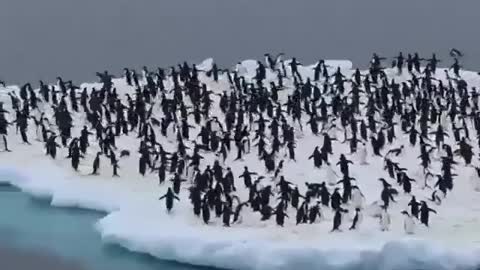 A penguin island