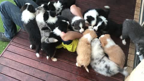 Dozen Puppies Gather Around And Shower Man With Kisses