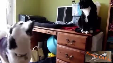Cats and Dogs Meeting Each other For The First Time in home
