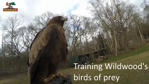 Birds prey training 🦅🦆