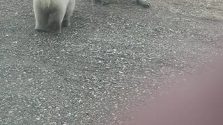 Loose Dog Yaps At Polar Bear Family