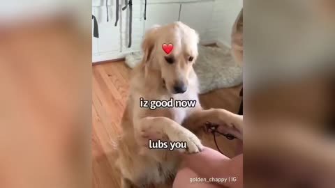 Adorable y Divertida compilación de perros