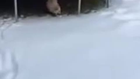 Pomeranians in the Snow