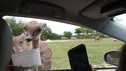 Animal drive-thru