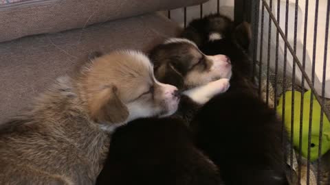 Three beautiful dogs are sleeping 🐕🐶🦴