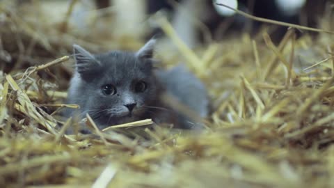 Attentive, frightened gray cat with green eyes lies in the hay, looks right towards the camera