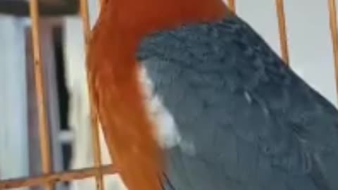 Good Singing Bird