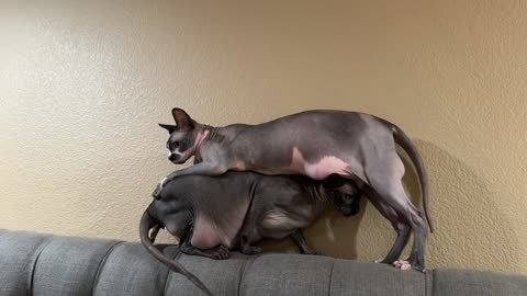 Sphynx Drags Big Belly Over Sister