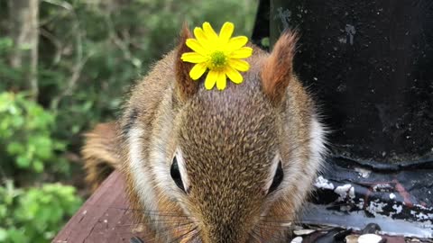 Friendly Baby Red Squirrel Wears Flower