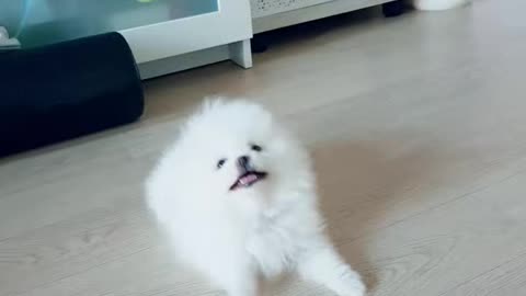 Puppy reacting to sound