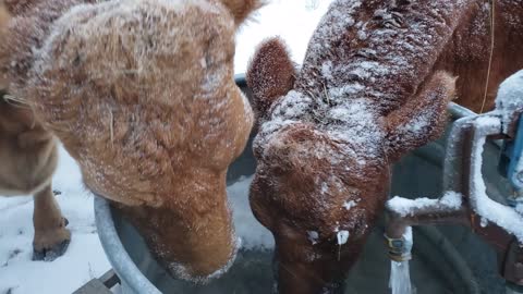 Thirsty cattle get a drink from the tap