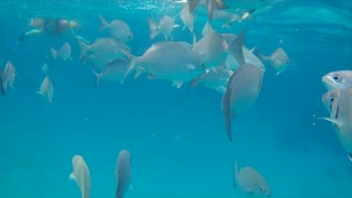 Fowl Cay, Abacos, Snorkelling in the Bahamas