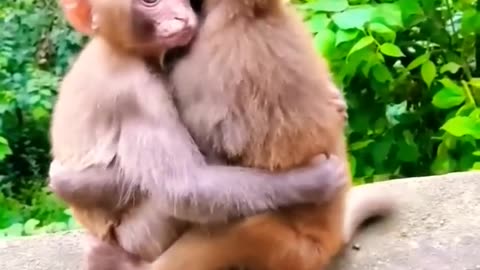 Monkey wildlife animal life #longoor # monkey #short #rumbleshort #live