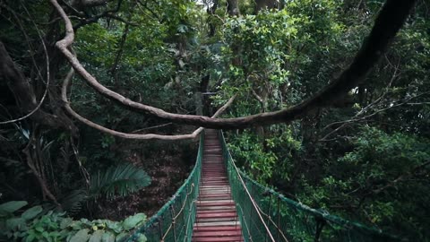 Bridge and Forest