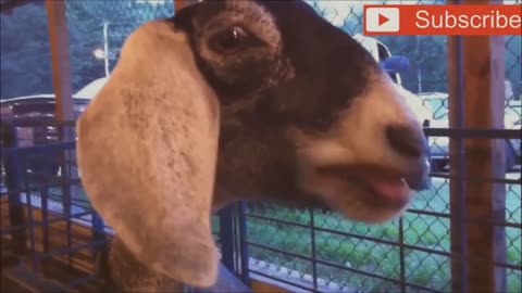 Goat Screaming