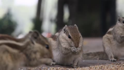 Friendly Squirrels Eating Animal Whispering ASMR