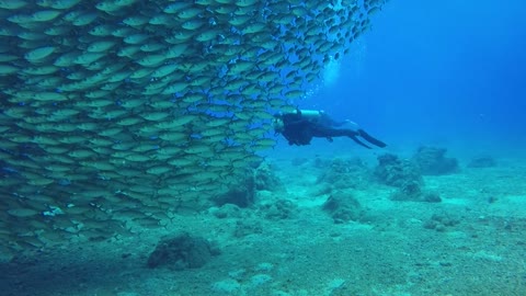 Divers found a swarm of fish for the first time.