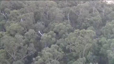 Wedge-Tailed Eagle Swoops at Drone