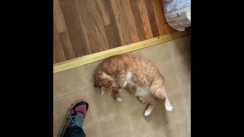 Cat Under Foot