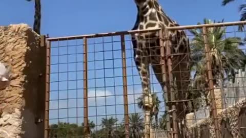 Hungry Giraffe rise up dumb boy