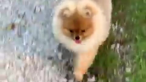 Tik Tok Chó Phốc Sóc Mini 😍 Funny and Cute Pomeranian Min Cute Pets