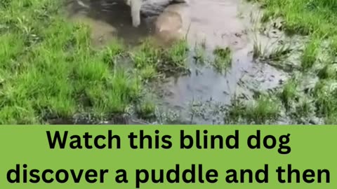 Blind dog plays in a puddle!