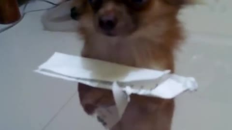 Perrito sentado tomando su lección