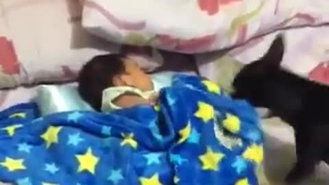 DOG COVERING BABY