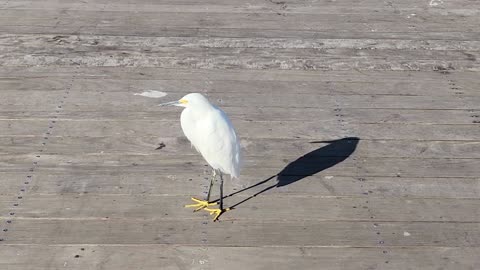 Egret Up Close