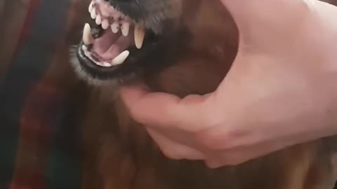 Must Watch a funny angry dog.