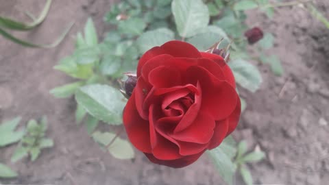 Burgundy rose