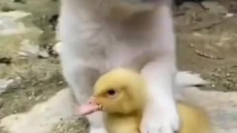 Cute puppy and duckling