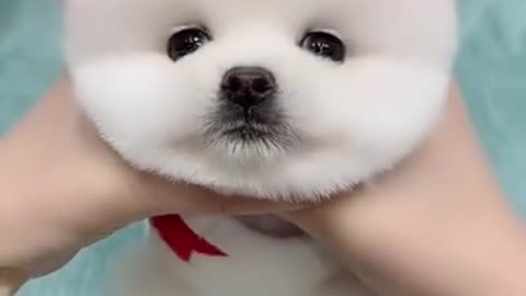 So cute puppy
