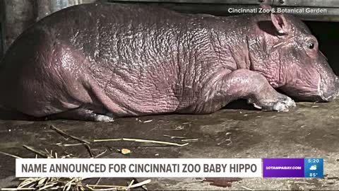 Hello Fritz: Cincinnati zoo announces name for baby hippo