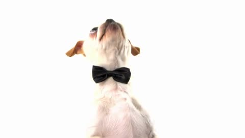 Who Said Animals Canʻt Dance !?? / Daily Dose of Funny Animal Business 🐶🦧🐦 #funnyanimals