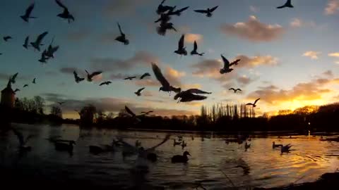 Lake, sunset - birds flying to the camera - gopro